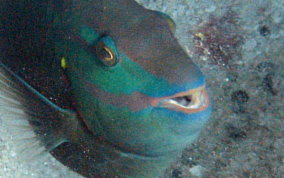 Stoplight Parrotfish - Sparisoma viride 