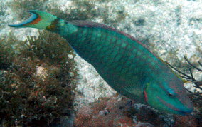 Stoplight Parrotfish - Sparisoma viride 