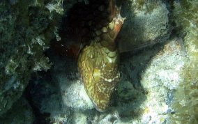 Stoplight Parrotfish - Sparisoma viride 