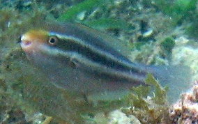 Striped Parrotfish - Scarus iserti