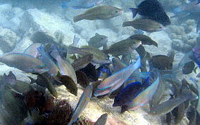 Striped Parrotfish - Scarus iserti