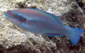 Striped Parrotfish - Scarus iserti