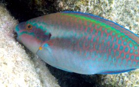 Striped Parrotfish - Scarus iserti