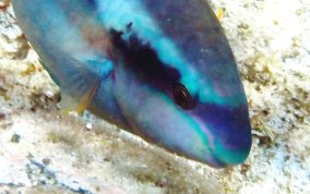 Striped Parrotfish - Scarus iserti