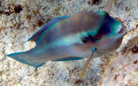 Striped Parrotfish - Scarus iserti