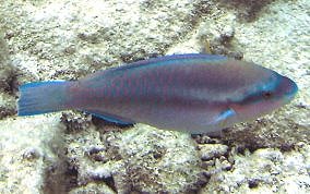 Striped Parrotfish - Scarus iserti