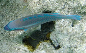 Striped Parrotfish - Scarus iserti