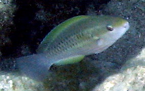 Striped Parrotfish - Scarus iserti