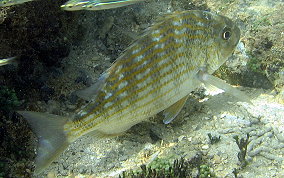 Sea Bream - Archosargus rhomboidalis 