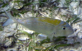 Sheepshead Porgy - Calamus penna