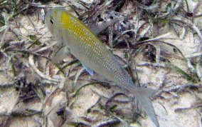 Sheepshead Porgy - Calamus penna