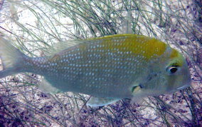 Sheepshead Porgy - Calamus penna