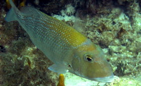 Sheepshead Porgy - Calamus penna