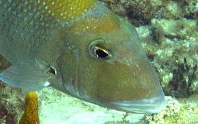 Sheepshead Porgy - Calamus penna