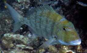 Sheepshead Porgy - Calamus penna