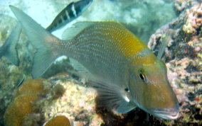 Sheepshead Porgy - Calamus penna