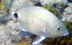 Silver Porgy - Diplodus argenteus