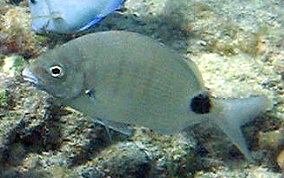 Silver Porgy - Diplodus argenteus