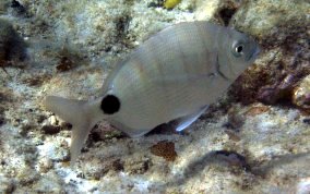 Silver Porgy -  Diplodus argenteus