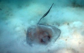 Southern Stingray - Dasyatis americana