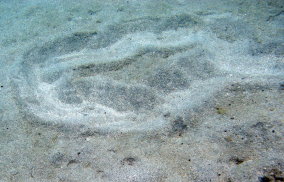 Southern Stingray - Dasyatis americana