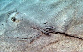 Southern Stingray - Dasyatis americana - Male