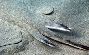 Southern Stingray - Dasyatis americana - Male