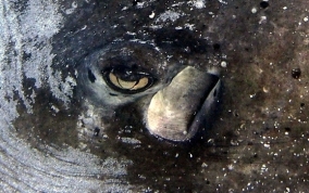 Southern Stingray - Dasyatis americana