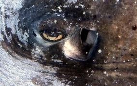 Southern Stingray - Dasyatis americana