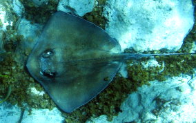 Southern Stingray - Dasyatis americana