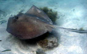 Southern Stingray - Dasyatis americana