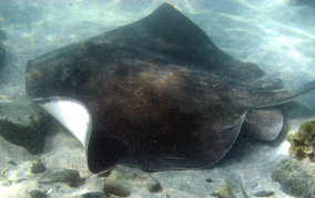 Southern Stingray - Dasyatis americana