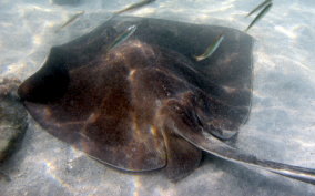 Southern Stingray - Dasyatis americana