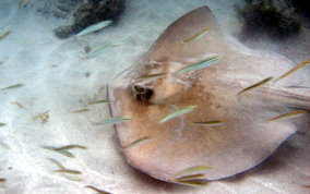 Southern Stingray - Dasyatis americana