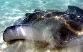 Southern Stingray - Dasyatis americana