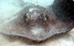 Southern Stingray - Dasyatis americana