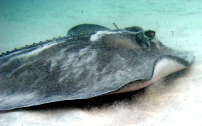 Southern Stingray - Dasyatis americana