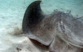 Southern Stingray - Dasyatis americana