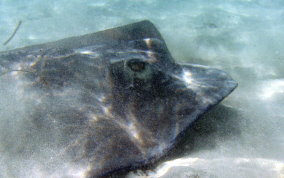 Southern Stingray - Dasyatis americana