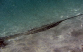 Southern Stingray - Dasyatis americana