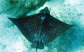 Spotted Eagle Ray