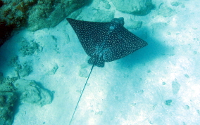 Spotted Eagle Ray - Aetobatus narinari 