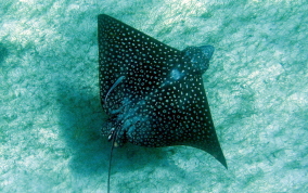 Spotted Eagle Ray - Aetobatus narinari 