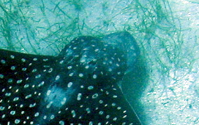 Spotted Eagle Ray - Aetobatus narinari 