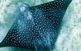 Spotted Eagle Ray - Aetobatus narinari 