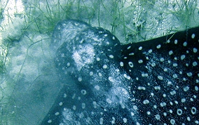 Spotted Eagle Ray - Aetobatus narinari 