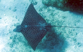 Spotted Eagle Ray - Aetobatus narinari 