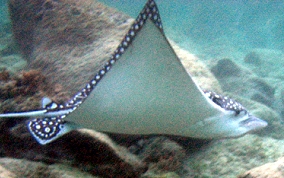 Spotted Eagle Ray - Aetobatus narinari 