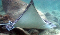 Spotted Eagle Ray