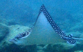 Spotted Eagle Ray - Aetobatus narinari 